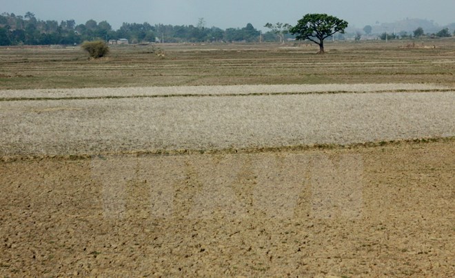 Hạn hán khiến mảnh đất Tây Nguyên khô cằn nghiêm trọng