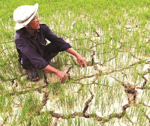 Hạn hán và xâm nhập mặn đe dọa nghiêm trọng diện tích sản xuất lúa của vựa lúa lớn nhất Việt Nam