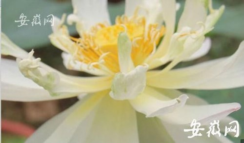 Hạt sen cổ đại 600 tuổi ở Trung Quốc nở hoa khiến mọi người ngỡ ngàng