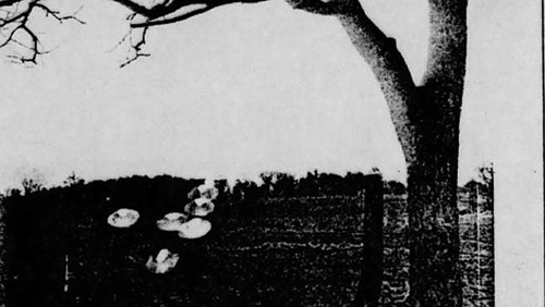 Hình ảnh được cho là của hiện tượng bí ẩn với nhiều đĩa bay xuất hiện trước một cái cây. 