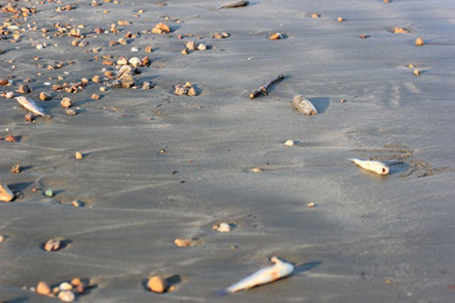 Hiện tượng cá chết hàng loạt trôi dạt vào bờ tại biển Quỳnh Long, Quỳnh Lưu, Nghệ An