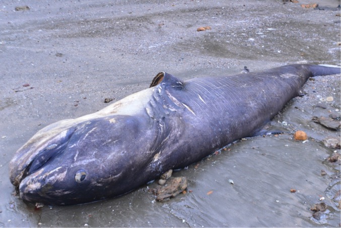 Trong hàng trăm kg cá chết hàng loạt trôi dạt vào bờ biển Nghệ An, người dân đã bắt gặp xác một con cá mập khổng lồ