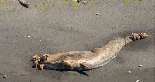 Hiện tượng cá voi chết bất thường tại Alaska bắt đầu diễn ra từ tháng 5
