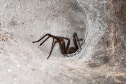Hiện tượng kỳ lạ ở Australia, vô số những con nhện nhỏ xíu giăng tơ đầy mặt đất