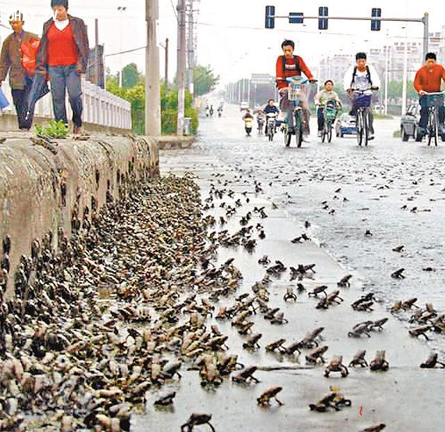 Hiện tượng lạ động vật tràn ra đường cũng đã từng sảy ra tại một thành phố Trung Quốc