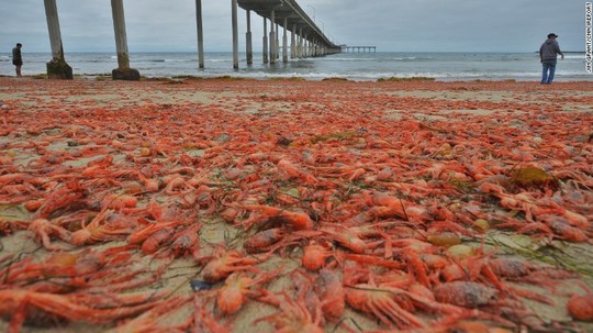 Bãi biển California tràn ngập những cá thể cua đỏ tạo nên một hiện tượng lạ
