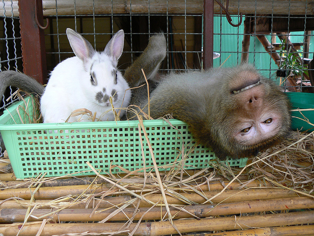 Hiện tượng lạ kỳ xảy ra tại Thái Lan giữa chú khỉ BoonLau và chú thỏ  Toby