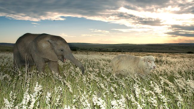 Chú Con voi con tên Themba và chú cừu Albert trở thành bạn sau khi chú voi mất đi cha mẹ 