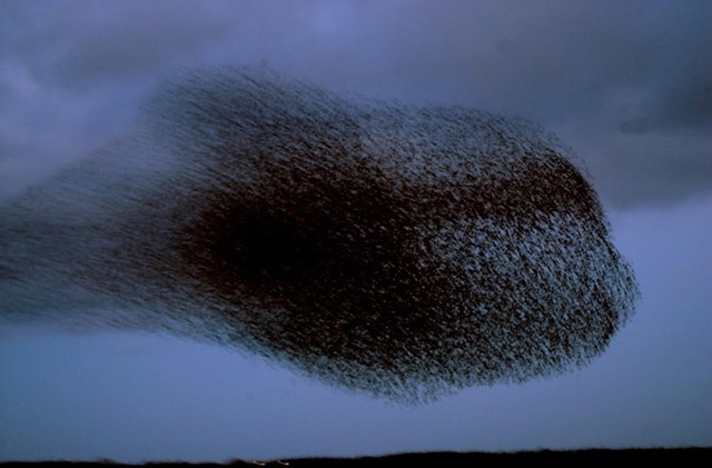 Những đàn chim sáo cùng bay thành 1 đám lớn trên bầu trời đã tạo nên hiện tượng kỳ dị này