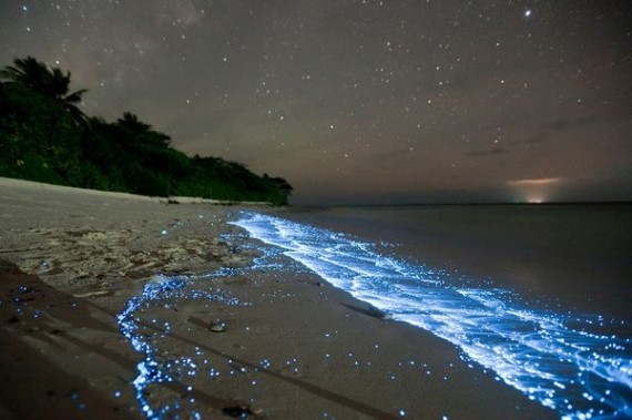 Bãi biển với hiện tượng bí ẩn tự phát sáng tuyệt đẹp