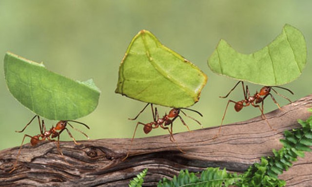 Khả năng của loài kiến đã không còn là một hiện tượng bí ẩn 