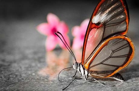 Loài bướm này sở hữu đôi cánh trong suốt
