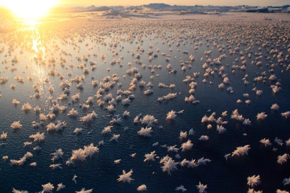 Hoa băng là một hiện tượng bí ẩn tuyệt đẹp xảy ra trên mặt biển