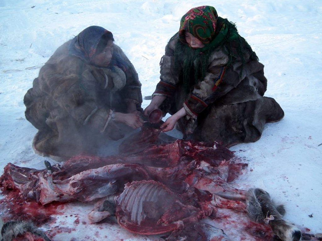 Có thể với nhiều người dân trên thế giới coi việc này là hiện tượng lạ đáng sợ nhưng việc người dân xẻ thịt tuần lộc ngoài trời và ăn luôn khi còn tươi nóng đã trở thành tập tục của bộ tộc Nenets
