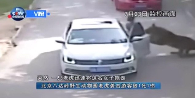 Khoảnh khắc hổ cắn chết người và kéo lê nạn nhân khỏi ô tô tại vườn thú Trung Quốc