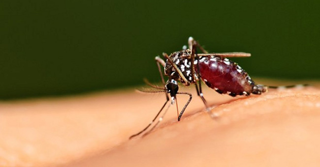 Tính đến nay Việt Nam đã nhập khẩu 9.500kg hóa chất diệt muỗi Pyriproxyfen