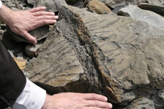 Hóa thạch dấu chân động vật nhỏ nhất thế giới
