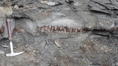 Hóa thạch khủng long mỏ vịt khổng lồ được khai quật ở miền Tây Canada