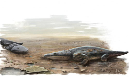 Hóa thạch của loài kỳ nhông khổng lồ có khích thước bằng chiếc ô tô