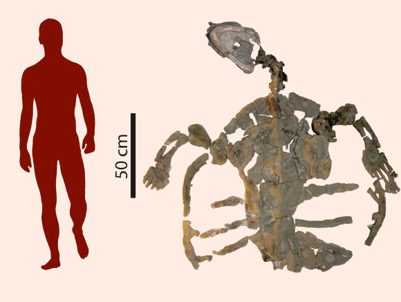 Hóa thạch của loài Desmatochelys padillai có chều dài khoảng 2 mét. Ảnh Sci-news