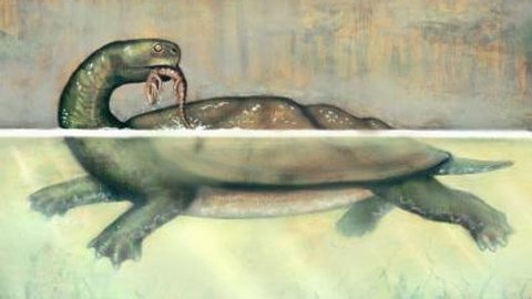 Loài rùa C.cofrinii có thể to cỡ một chiếc ô tô với phần mai lớn bằng một bể bơi trẻ em