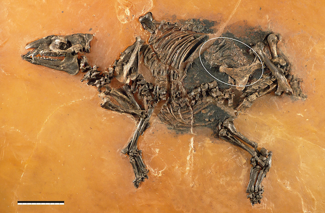 Hóa thạch ngựa 48 triệu năm tuổi chứa nhiều điều bất ngờ