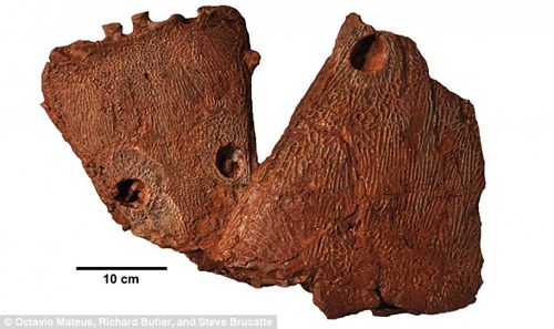 Hóa thạch hộp sọ của Metoposaurus algarvensis vừa được khai quật