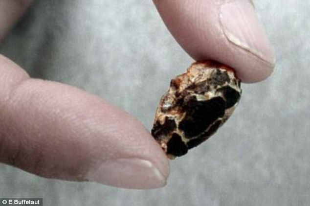 Hóa thạch trứng thằn lằn phát hiện được vô cùng nhỏ