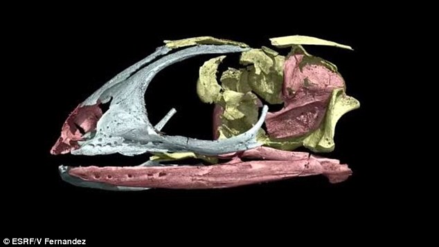 Các nhà khoa học sử dụng công nghệ 3D để tái tạo lại hình ảnh xương thằn lằn