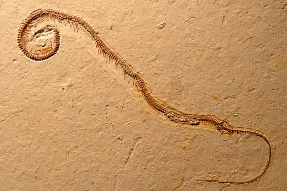 Đây là hóa thạch rắn có niên đại lâu đời nhất. Ảnh Sci-news