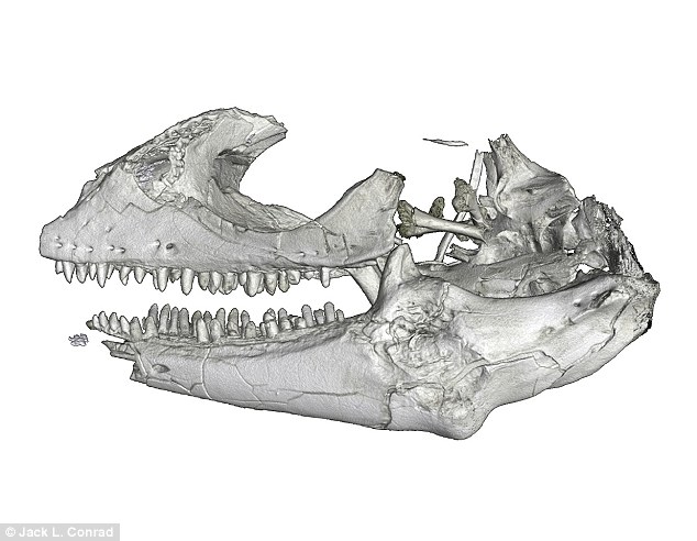 Hóa thạch loài thằn lằn cổ xưa nhất có 48 triệu năm tuổi. Ảnh Dailymail