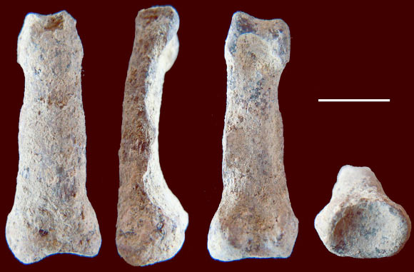 Cận cảnh hóa thạch xương đốt ngón tay OH 68. Ảnh Sci-news