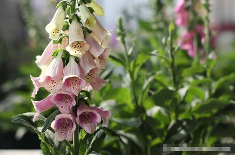 Hoa chùm pháo dù đẹp nhưng cũng là loài hoa gây độc tố 
