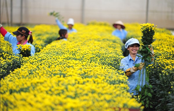 Lâm Đồng: Đà Lạt thúc đẩy năng suất chất lượng hoa cúc và Actiso