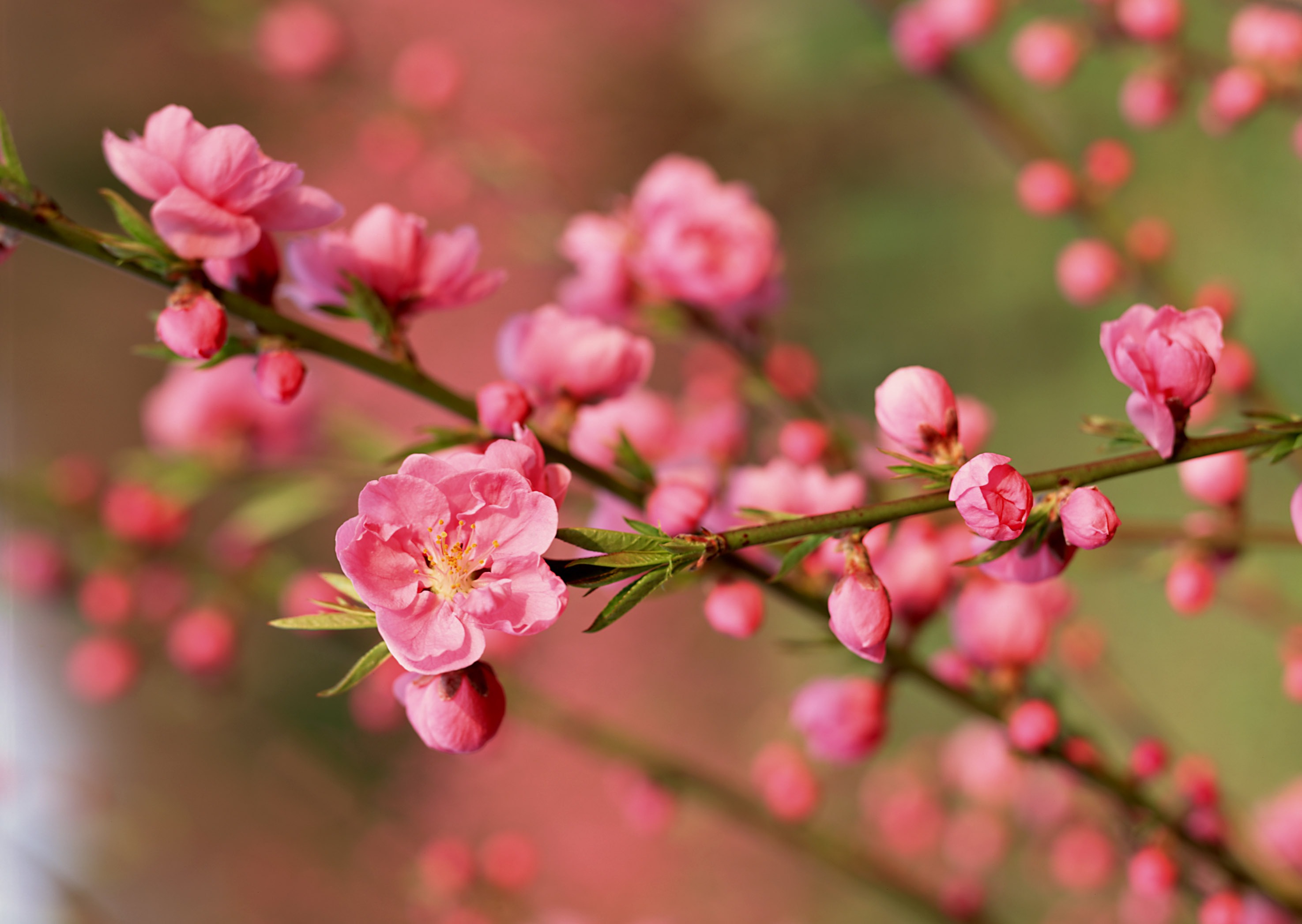 Hoa đào đã trở thành loài hoa quen thuộc mỗi độ Tết đến xuân về của người Việt Nam.