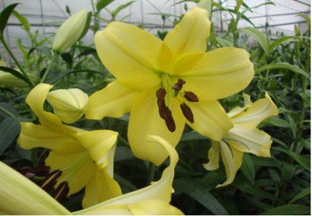 Nh&acirc;n giống v&agrave; sản xuất th&agrave;nh c&ocirc;ng hoa lily Manissa v&agrave; Belladonna