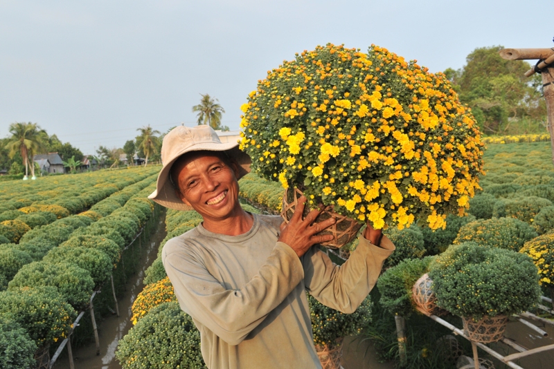 Nông dân trồng cúc mâm xôi với niềm vui trúng mùa, được giá.