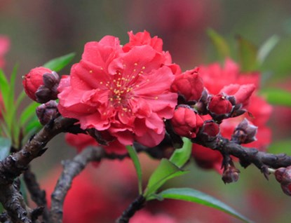 Hoa có màu hồng thẫm, số lượng cánh hoa trên một bông hoa đào thất thốn tối đa khoảng 49 - 50 cánh