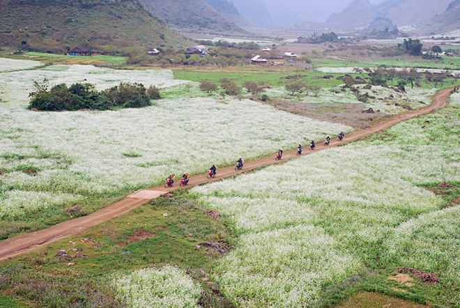lạc lối giữa những con đường hoa đẹp nhất Việt Nam