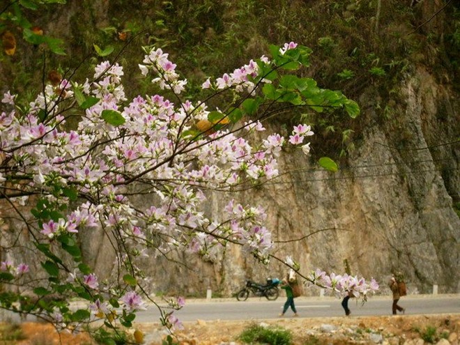 lạc lối giữa những con đường hoa đẹp nhất Việt Nam