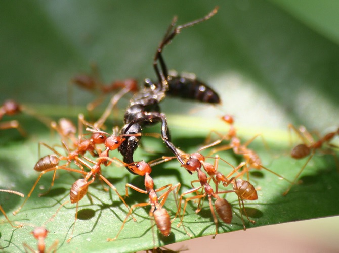 5 Bài học từ loài kiến về 'cách tồn tại tốt nhất trong cuộc đời' nếu bạn yếu ớt