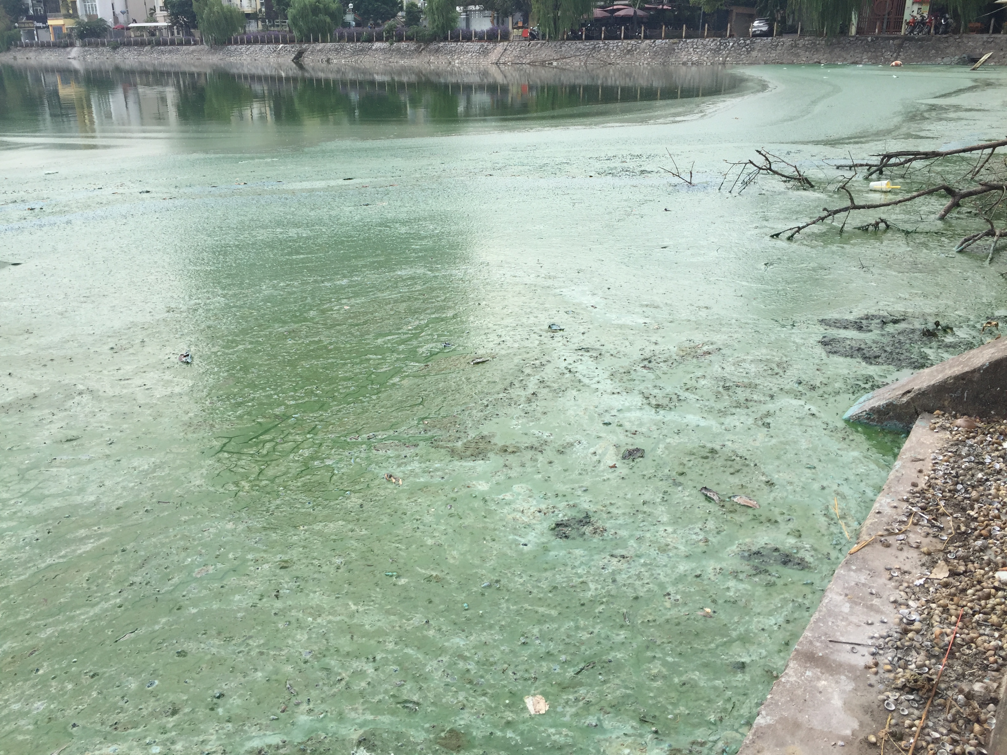 Người dân khốn khổ vì hít mùi ô nhiễm Hồ Văn Quán, cơ quan chức năng nói gì?
