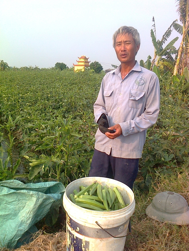 Nông dân làm giàu từ trồng đậu bắp thu bạc triệu mỗi ngày