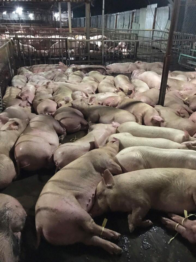 Hơn 5000 con lợn tiêm thuốc an thần chờ mổ: Sẽ bị ung thư nếu ăn phải