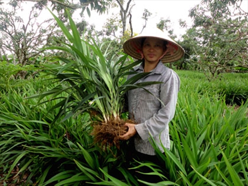 Cây độc: Hương Bài có độc nhưng lại là cây quý giúp nhà nông thoát nghèo