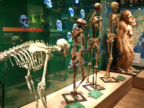 Phòng trưng bày tiến hóa sinh giới có diện tích gần 300m2, xây dựng tại tầng 1 của Bảo tàng hiện nay - nhà A20, số 18 đường Hoàng Quốc Việt, Cầu Giấy (Hà Nội) với cấu trúc gồm ba phần: 