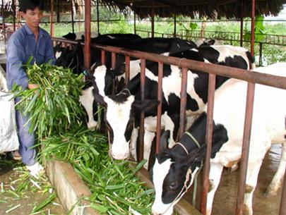 Nhà nước hỗ trợ nông dân chăn nuôi