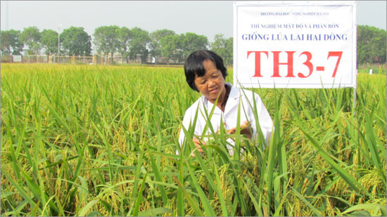 Nghiên cứu về nông nghiệp: TS Nguyễn Thị Trâm bên cánh đồng lúa lai hai dòng TH3-7