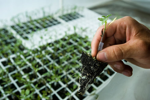 Ứng dụng công nghệ sinh học nâng cao năng suất cây trồng