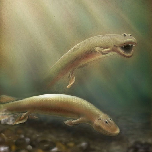 Cá cổ đại dùng vây để đi bộ